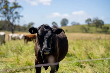Altın Avustralya Çiftliği, yemyeşil çimleri, tarlada inekleri, sakızlı manzarası var. Geniş Kırsal Araziler ve Avustralya 'da sürdürülebilir yenilenebilir tarım için ilkbaharda