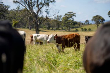 Avustralya 'daki güzel sığırlar ot yer, otlakta otlarlar. Tarımsal bir çiftlikte yetiştirilen sığır sürüsü. İlkbaharda sürdürülebilir tarım