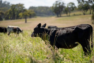 Bir tarlada ineklerle büyüyen uzun otlar, Sürdürülebilir bir Avustralya Çiftliğinde Sağlıklı Sığır Sürüsü. İlkbaharda Kırsal Tarım 'ın Yenilenme Uygulamalarını Sembolize Etmek