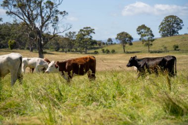 Green Pasture çiftliği sürdürülebilir tarım yapıyor Avustralya 'da yenilenebilir çiftliğin geleceği. Sağlıklı Toprak Yönetimi, Çevre Yönetimi ve Kırsal Peyzaj Gösterimi