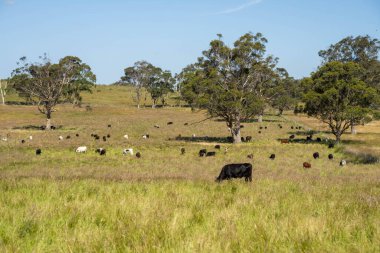 Green Pasture çiftliği sürdürülebilir tarım yapıyor Avustralya 'da yenilenebilir çiftliğin geleceği. Sağlıklı Toprak Yönetimi, Çevre Yönetimi ve Kırsal Peyzaj Gösterimi