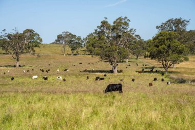 Bir tarlada ineklerle büyüyen uzun otlar, Sürdürülebilir bir Avustralya Çiftliğinde Sağlıklı Sığır Sürüsü. İlkbaharda Kırsal Tarım 'ın Yenilenme Uygulamalarını Sembolize Etmek