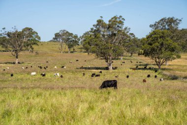 Green Pasture çiftliği sürdürülebilir tarım yapıyor Avustralya 'da yenilenebilir çiftliğin geleceği. Sağlıklı Toprak Yönetimi, Çevre Yönetimi ve Kırsal Peyzaj Gösterimi