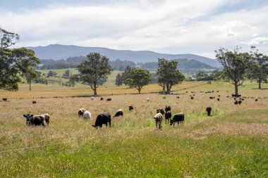 Green Pasture çiftliği sürdürülebilir tarım yapıyor Avustralya 'da yenilenebilir çiftliğin geleceği. Sağlıklı Toprak Yönetimi, Çevre Yönetimi ve Kırsal Peyzaj Gösterimi