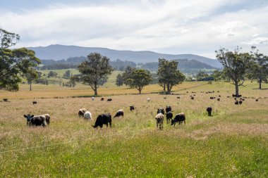 Avustralya 'daki güzel sığırlar ot yer, otlakta otlarlar. Tarımsal bir çiftlikte yetiştirilen sığır sürüsü. İlkbaharda sürdürülebilir tarım