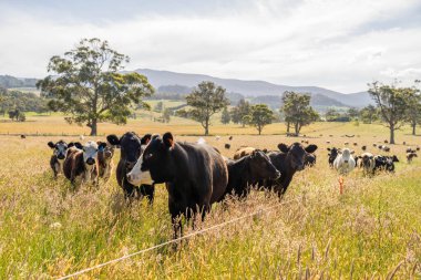 Green Pasture çiftliği sürdürülebilir tarım yapıyor Avustralya 'da yenilenebilir çiftliğin geleceği. Sağlıklı Toprak Yönetimi, Çevre Yönetimi ve Kırsal Peyzaj Gösterimi
