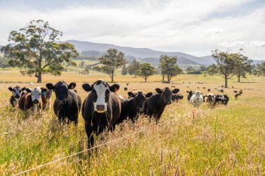 Green Pasture çiftliği sürdürülebilir tarım yapıyor Avustralya 'da yenilenebilir çiftliğin geleceği. Sağlıklı Toprak Yönetimi, Çevre Yönetimi ve Kırsal Peyzaj Gösterimi