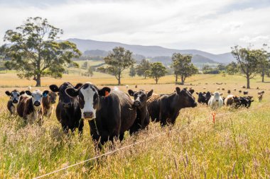 Altın Avustralya Çiftliği, yemyeşil çimleri, tarlada inekleri, sakızlı manzarası var. Geniş Kırsal Araziler ve Avustralya 'da sürdürülebilir yenilenebilir tarım için ilkbaharda