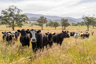 Bir tarlada ineklerle büyüyen uzun otlar, Sürdürülebilir bir Avustralya Çiftliğinde Sağlıklı Sığır Sürüsü. İlkbaharda Kırsal Tarım 'ın Yenilenme Uygulamalarını Sembolize Etmek