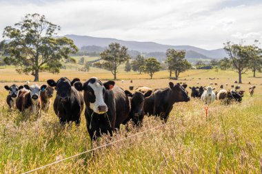 Bir tarlada ineklerle büyüyen uzun otlar, Sürdürülebilir bir Avustralya Çiftliğinde Sağlıklı Sığır Sürüsü. İlkbaharda Kırsal Tarım 'ın Yenilenme Uygulamalarını Sembolize Etmek