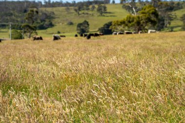 Avustralya 'daki güzel sığırlar ot yer, otlakta otlarlar. Tarımsal bir çiftlikte yetiştirilen sığır sürüsü. İlkbaharda sürdürülebilir tarım