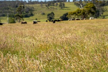 Green Pasture çiftliği sürdürülebilir tarım yapıyor Avustralya 'da yenilenebilir çiftliğin geleceği. Sağlıklı Toprak Yönetimi, Çevre Yönetimi ve Kırsal Peyzaj Gösterimi
