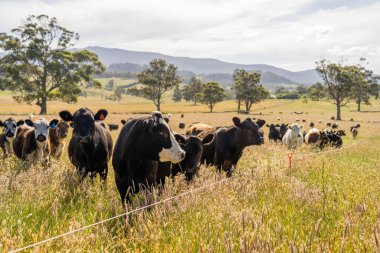 Avustralya 'daki güzel sığırlar ot yer, otlakta otlarlar. Tarımsal bir çiftlikte yetiştirilen sığır sürüsü. İlkbaharda sürdürülebilir tarım
