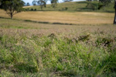 Green Pasture çiftliği sürdürülebilir tarım yapıyor Avustralya 'da yenilenebilir çiftliğin geleceği. Sağlıklı Toprak Yönetimi, Çevre Yönetimi ve Kırsal Peyzaj Gösterimi