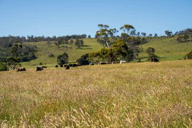 Green Pasture çiftliği sürdürülebilir tarım yapıyor Avustralya 'da yenilenebilir çiftliğin geleceği. Sağlıklı Toprak Yönetimi, Çevre Yönetimi ve Kırsal Peyzaj Gösterimi
