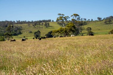 Green Pasture çiftliği sürdürülebilir tarım yapıyor Avustralya 'da yenilenebilir çiftliğin geleceği. Sağlıklı Toprak Yönetimi, Çevre Yönetimi ve Kırsal Peyzaj Gösterimi