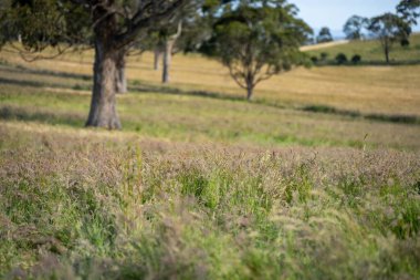 Green Pasture çiftliği sürdürülebilir tarım yapıyor Avustralya 'da yenilenebilir çiftliğin geleceği. Sağlıklı Toprak Yönetimi, Çevre Yönetimi ve Kırsal Peyzaj Gösterimi
