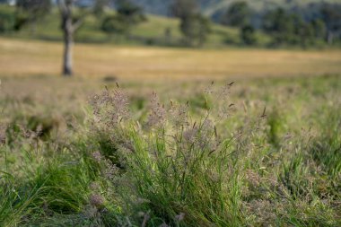 Avustralya 'daki güzel sığırlar ot yer, otlakta otlarlar. Tarımsal bir çiftlikte yetiştirilen sığır sürüsü. İlkbaharda sürdürülebilir tarım