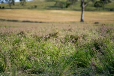 Green Pasture çiftliği sürdürülebilir tarım yapıyor Avustralya 'da yenilenebilir çiftliğin geleceği. Sağlıklı Toprak Yönetimi, Çevre Yönetimi ve Kırsal Peyzaj Gösterimi