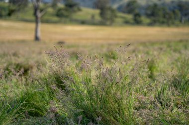 Green Pasture çiftliği sürdürülebilir tarım yapıyor Avustralya 'da yenilenebilir çiftliğin geleceği. Sağlıklı Toprak Yönetimi, Çevre Yönetimi ve Kırsal Peyzaj Gösterimi