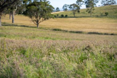 Avustralya 'daki güzel sığırlar ot yer, otlakta otlarlar. Tarımsal bir çiftlikte yetiştirilen sığır sürüsü. İlkbaharda sürdürülebilir tarım