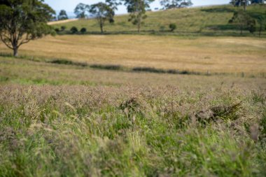Avustralya 'daki güzel sığırlar ot yer, otlakta otlarlar. Tarımsal bir çiftlikte yetiştirilen sığır sürüsü. İlkbaharda sürdürülebilir tarım