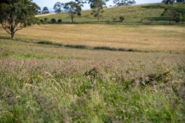 Green Pasture çiftliği sürdürülebilir tarım yapıyor Avustralya 'da yenilenebilir çiftliğin geleceği. Sağlıklı Toprak Yönetimi, Çevre Yönetimi ve Kırsal Peyzaj Gösterimi