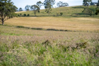 Green Pasture çiftliği sürdürülebilir tarım yapıyor Avustralya 'da yenilenebilir çiftliğin geleceği. Sağlıklı Toprak Yönetimi, Çevre Yönetimi ve Kırsal Peyzaj Gösterimi