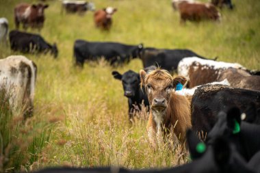 Bir tarlada ineklerle büyüyen uzun otlar, Sürdürülebilir bir Avustralya Çiftliğinde Sağlıklı Sığır Sürüsü. İlkbaharda Kırsal Tarım 'ın Yenilenme Uygulamalarını Sembolize Etmek