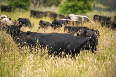 Avustralya 'daki güzel sığırlar ot yer, otlakta otlarlar. Tarımsal bir çiftlikte yetiştirilen sığır sürüsü. İlkbaharda sürdürülebilir tarım