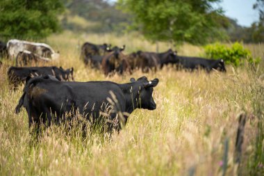 Altın Avustralya Çiftliği, yemyeşil çimleri, tarlada inekleri, sakızlı manzarası var. Geniş Kırsal Araziler ve Avustralya 'da sürdürülebilir yenilenebilir tarım için ilkbaharda