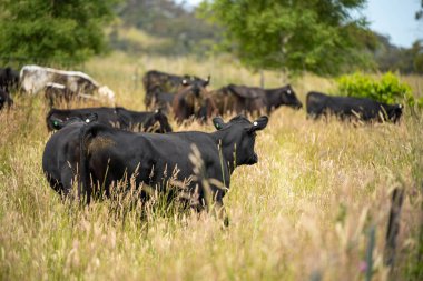 Bir tarlada ineklerle büyüyen uzun otlar, Sürdürülebilir bir Avustralya Çiftliğinde Sağlıklı Sığır Sürüsü. İlkbaharda Kırsal Tarım 'ın Yenilenme Uygulamalarını Sembolize Etmek
