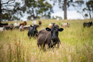 Green Pasture çiftliği sürdürülebilir tarım yapıyor Avustralya 'da yenilenebilir çiftliğin geleceği. Sağlıklı Toprak Yönetimi, Çevre Yönetimi ve Kırsal Peyzaj Gösterimi