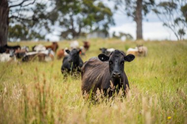 Green Pasture çiftliği sürdürülebilir tarım yapıyor Avustralya 'da yenilenebilir çiftliğin geleceği. Sağlıklı Toprak Yönetimi, Çevre Yönetimi ve Kırsal Peyzaj Gösterimi