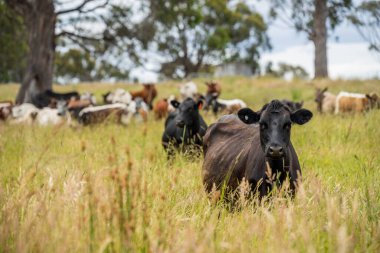 Avustralya 'daki güzel sığırlar ot yer, otlakta otlarlar. Tarımsal bir çiftlikte yetiştirilen sığır sürüsü. İlkbaharda sürdürülebilir tarım