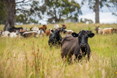 Avustralya 'daki güzel sığırlar ot yer, otlakta otlarlar. Tarımsal bir çiftlikte yetiştirilen sığır sürüsü. İlkbaharda sürdürülebilir tarım