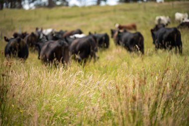 Green Pasture çiftliği sürdürülebilir tarım yapıyor Avustralya 'da yenilenebilir çiftliğin geleceği. Sağlıklı Toprak Yönetimi, Çevre Yönetimi ve Kırsal Peyzaj Gösterimi