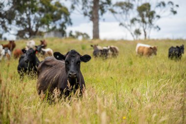 Green Pasture çiftliği sürdürülebilir tarım yapıyor Avustralya 'da yenilenebilir çiftliğin geleceği. Sağlıklı Toprak Yönetimi, Çevre Yönetimi ve Kırsal Peyzaj Gösterimi
