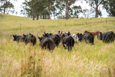 Avustralya 'daki güzel sığırlar ot yer, otlakta otlarlar. Tarımsal bir çiftlikte yetiştirilen sığır sürüsü. İlkbaharda sürdürülebilir tarım