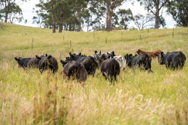 Avustralya 'daki güzel sığırlar ot yer, otlakta otlarlar. Tarımsal bir çiftlikte yetiştirilen sığır sürüsü. İlkbaharda sürdürülebilir tarım