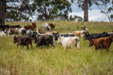 Green Pasture çiftliği sürdürülebilir tarım yapıyor Avustralya 'da yenilenebilir çiftliğin geleceği. Sağlıklı Toprak Yönetimi, Çevre Yönetimi ve Kırsal Peyzaj Gösterimi