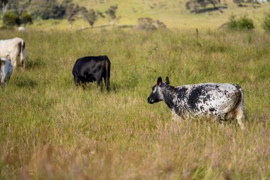 Bir tarlada ineklerle büyüyen uzun otlar, Sürdürülebilir bir Avustralya Çiftliğinde Sağlıklı Sığır Sürüsü. İlkbaharda Kırsal Tarım 'ın Yenilenme Uygulamalarını Sembolize Etmek