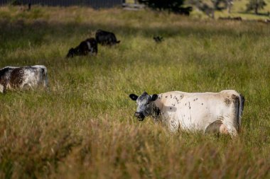 Avustralya 'daki güzel sığırlar ot yer, otlakta otlarlar. Tarımsal bir çiftlikte yetiştirilen sığır sürüsü. İlkbaharda sürdürülebilir tarım