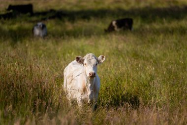Bir tarlada ineklerle büyüyen uzun otlar, Sürdürülebilir bir Avustralya Çiftliğinde Sağlıklı Sığır Sürüsü. İlkbaharda Kırsal Tarım 'ın Yenilenme Uygulamalarını Sembolize Etmek