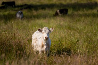 Green Pasture çiftliği sürdürülebilir tarım yapıyor Avustralya 'da yenilenebilir çiftliğin geleceği. Sağlıklı Toprak Yönetimi, Çevre Yönetimi ve Kırsal Peyzaj Gösterimi