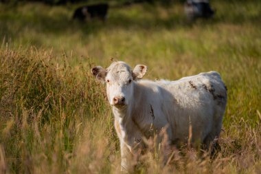 Green Pasture çiftliği sürdürülebilir tarım yapıyor Avustralya 'da yenilenebilir çiftliğin geleceği. Sağlıklı Toprak Yönetimi, Çevre Yönetimi ve Kırsal Peyzaj Gösterimi
