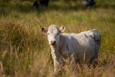 Avustralya 'daki güzel sığırlar ot yer, otlakta otlarlar. Tarımsal bir çiftlikte yetiştirilen sığır sürüsü. İlkbaharda sürdürülebilir tarım