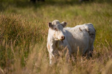 Bir tarlada ineklerle büyüyen uzun otlar, Sürdürülebilir bir Avustralya Çiftliğinde Sağlıklı Sığır Sürüsü. İlkbaharda Kırsal Tarım 'ın Yenilenme Uygulamalarını Sembolize Etmek