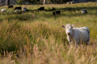 Green Pasture çiftliği sürdürülebilir tarım yapıyor Avustralya 'da yenilenebilir çiftliğin geleceği. Sağlıklı Toprak Yönetimi, Çevre Yönetimi ve Kırsal Peyzaj Gösterimi