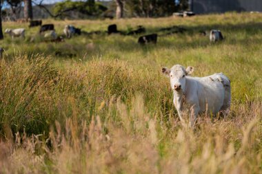 Avustralya 'daki güzel sığırlar ot yer, otlakta otlarlar. Tarımsal bir çiftlikte yetiştirilen sığır sürüsü. İlkbaharda sürdürülebilir tarım